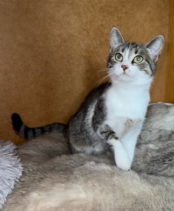 Киця метис в добрі руки безкоштовно кошечка в хорошие Руки