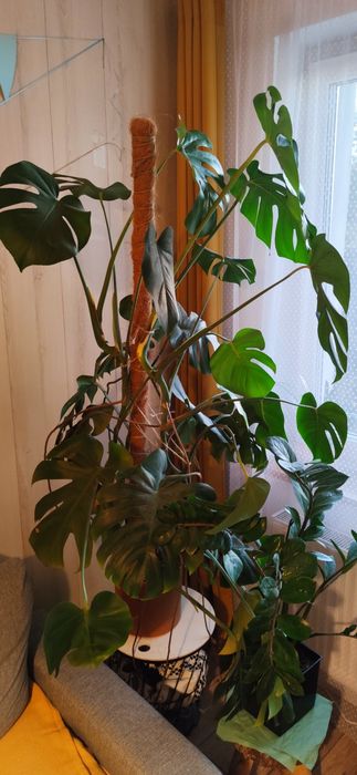 Monstera dziurawa