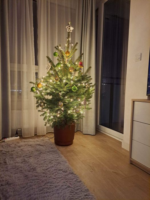 Choinki na święta (świerki srebrne i zielone)