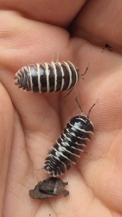 Isopody Armadillidium maculatum zebra ekipa sprzątająca