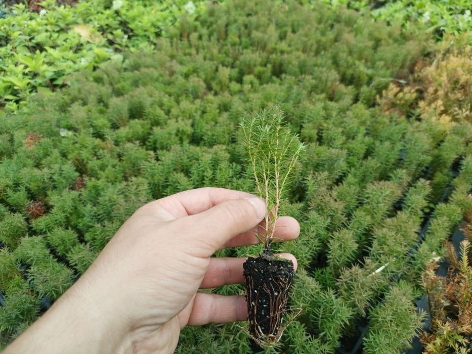 Бересклет, Хакуро нішікі, Форзиція, Лапчатка, Дейція, Роза, Туя