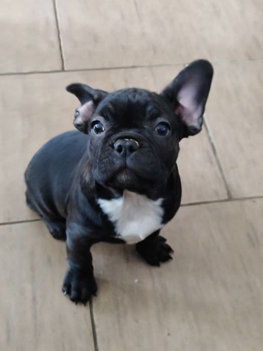 Buldog francuski dziewczynka