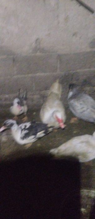 Sprzedam kaczki/kaczory