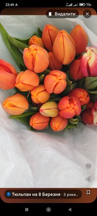 Тюльпан зріз опт 8 березня