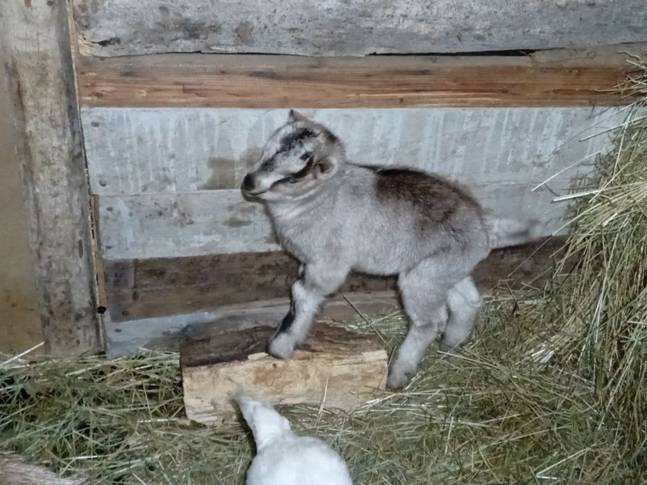 Продається козлик