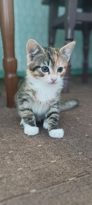 Віддамо кішку в добрі руки.