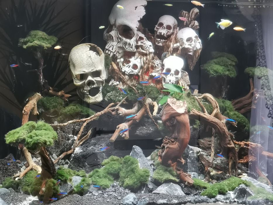 Akwarium juwel rio 350 Wzgórze czaszek