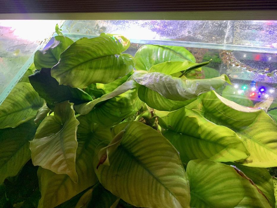 Панорамний акваріум 750л.