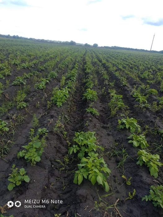 Леонардит добриво