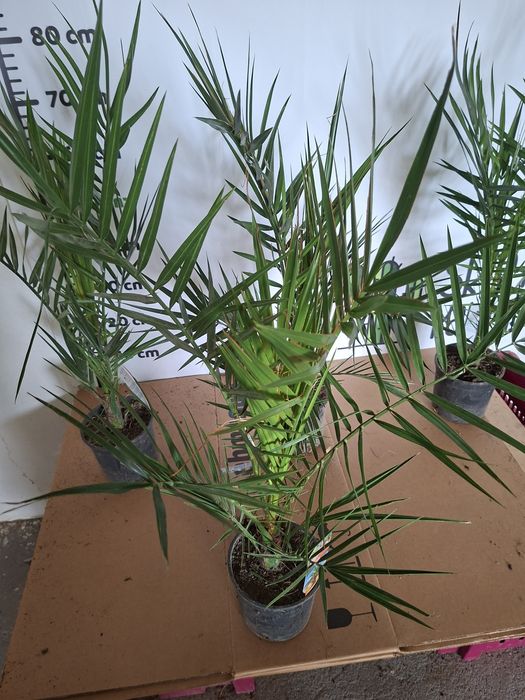 Phoenix canariensis Daktylowiec Kanaryjski Palma WYSYŁKA