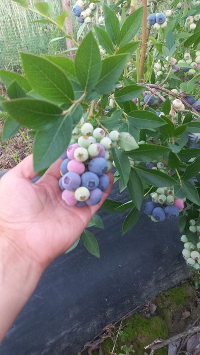 Саджанці Лохина Блюкроп