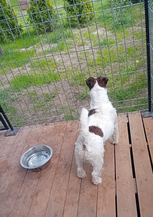 Pies Jack russell terrier reproduktor