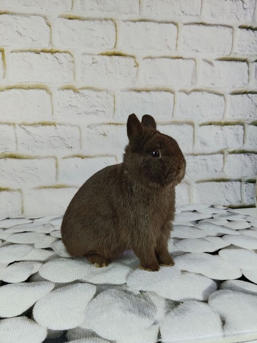 Króliczek Karzełek, Miniaturka, króliczek domowy, różne odmiany barwne