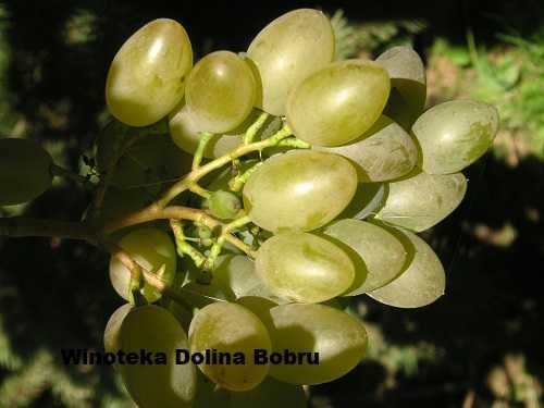 SoK Jeżyna Na102 op/6 x 330ml