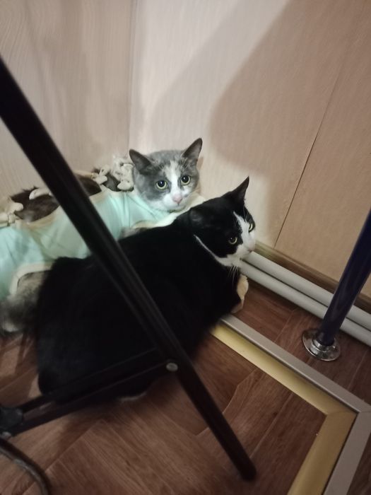 Котик 5 місяців хлопчик.