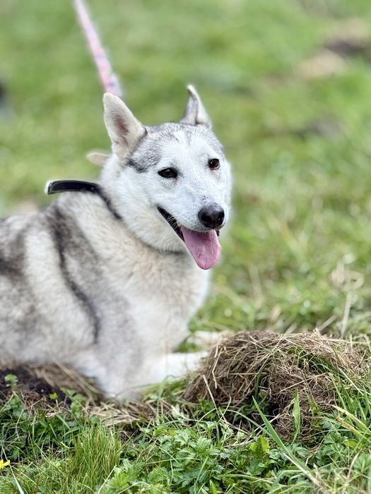 Sasja — piękna sunia w typie husky do adopcji!