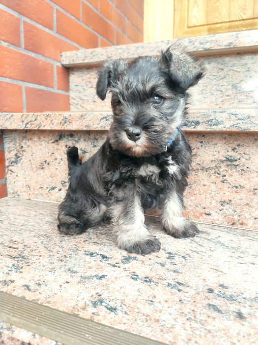 Sznaucer miniaturowy