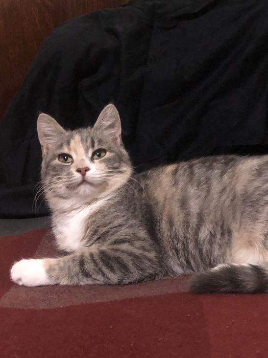 Ніжне кошеня безкоштовно