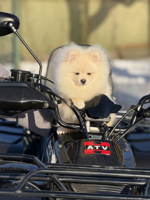 Хлопчик померанського шпіца