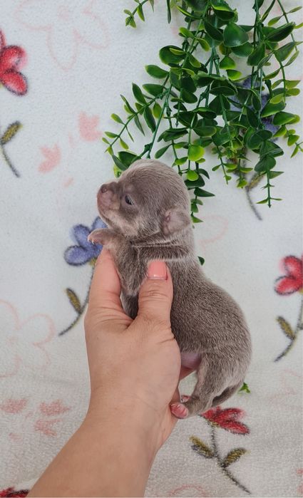 Excecional mini lilac Chihuahua/Chiuaua de Qualidade