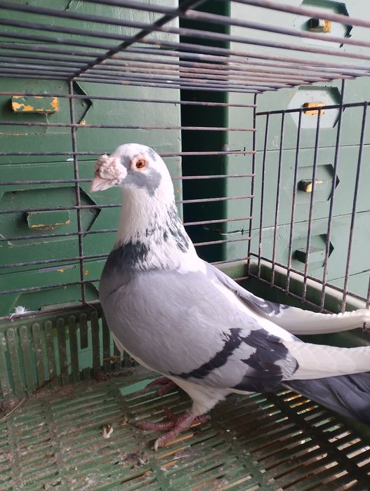 Sprzedam gołębie staropolskie para parzysta