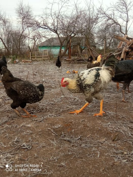 Юрловська голосиста курочкі