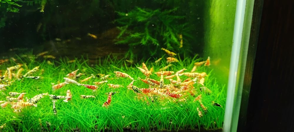 Krewetki Caridina Fancy Tiger red/black.