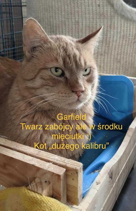 Koty czekają na domy