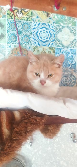 Бесплатно в хорошие руки рыжий кот подросток