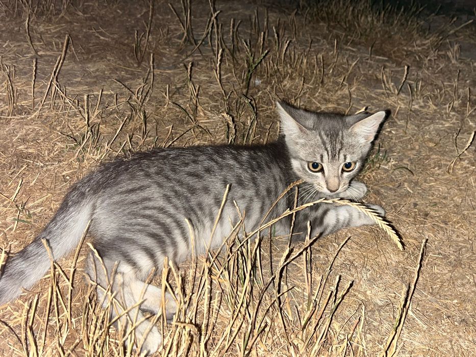 1 киця 2 коти в добрі руки