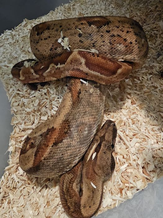 Waz mlody samiec samica