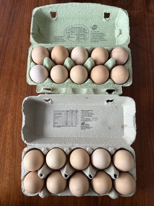 Jajka od kur z wolnego wybiegu.