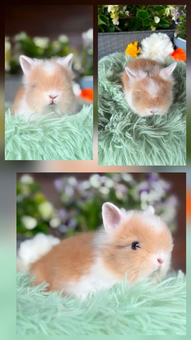 Karzełki Teddy Mini