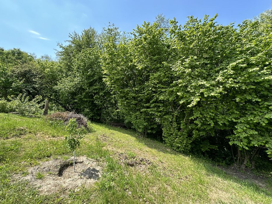 Віта-Поштова ділянка 2.1 Га, біля заповідника, ліс, сосни, комунікаціі