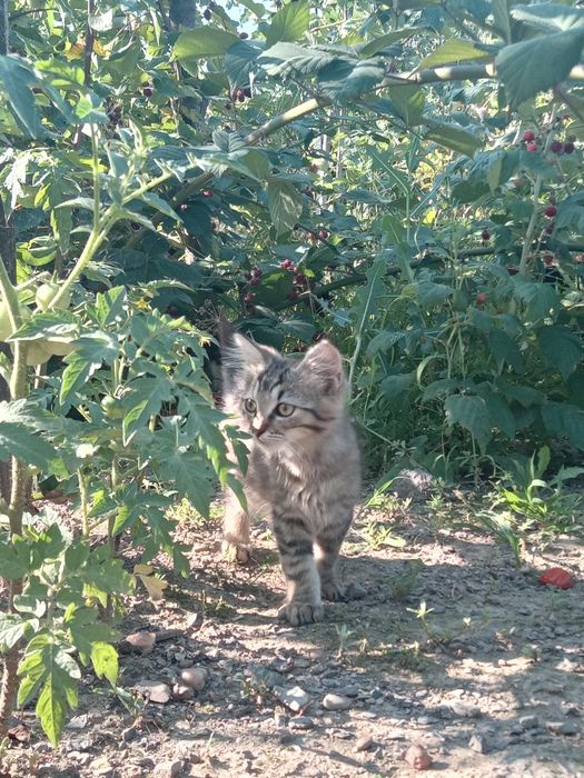 Милі грайливі котики в добрі руки