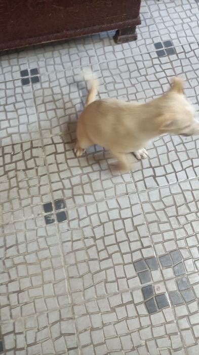 Linda cachorra castanha e manhas brancas