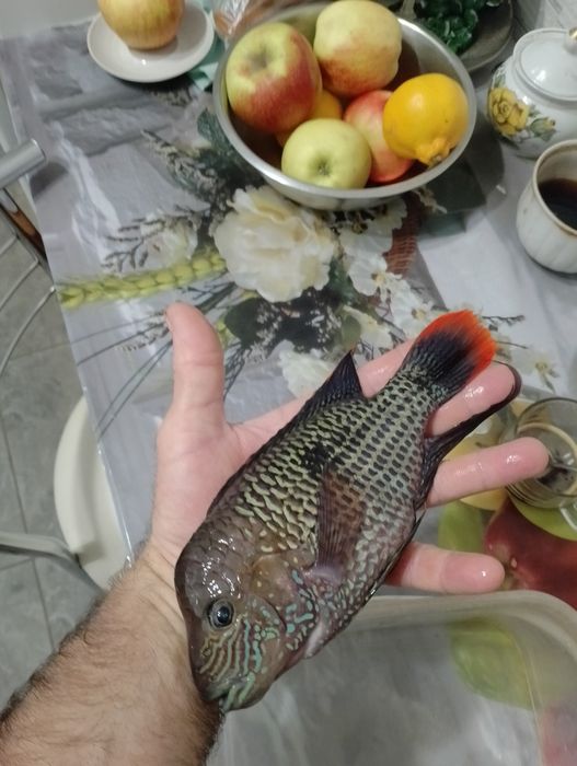 Малёк астронотуса