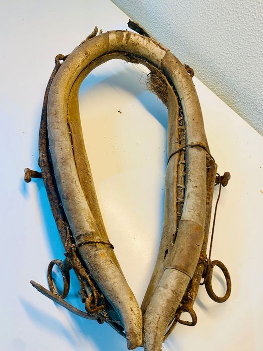 Molim muito antigo para burro