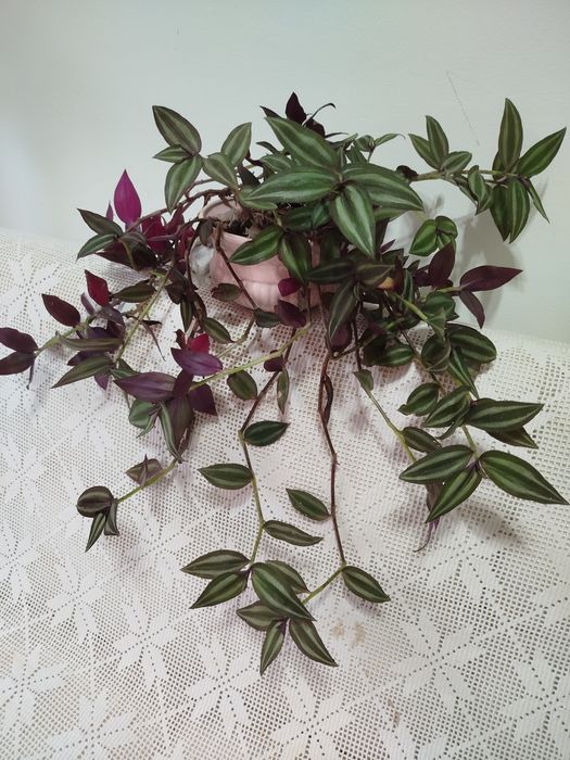 Planta Pendente Tradescantia Zebrina + Vaso de Porcelana Rosa NOVO