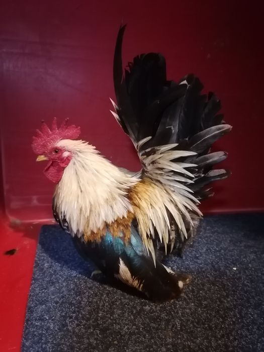 Chabo 2025 kury koguty