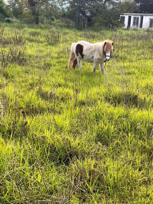 Pónei para venda e para tro