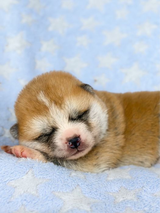 Akita japońska szczeniak- czerwony samiec - Tetsu No Hane (FCI)