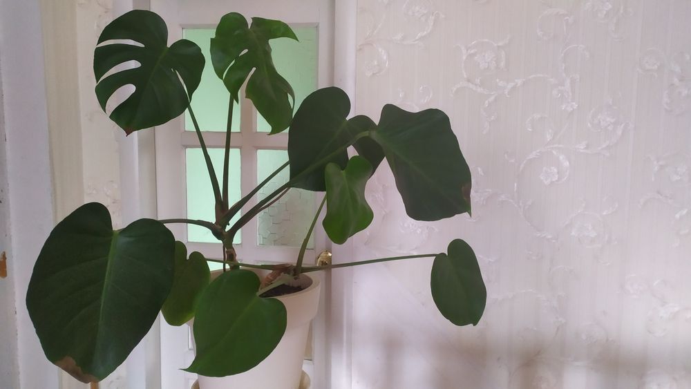 Монстера монстера