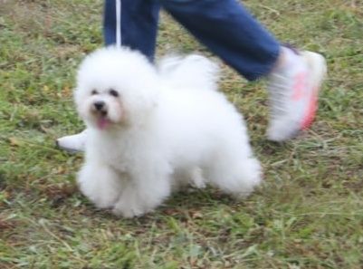 Chłopcy rasy Bichon Frise