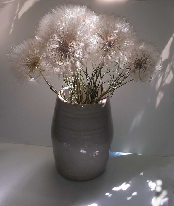 Семена Козлобородника красивое растение