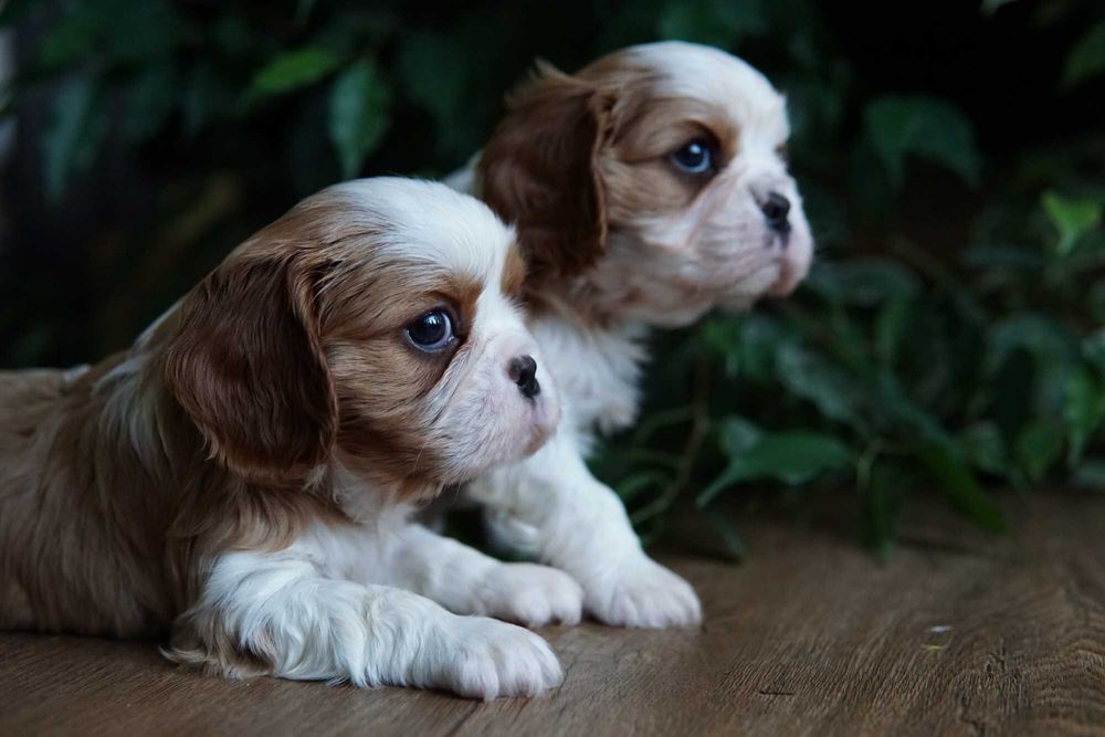 Szczeniaczek Cavalier King Charles Spaniel