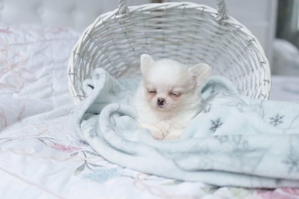 Chihuahua fci chłopak długowłosy