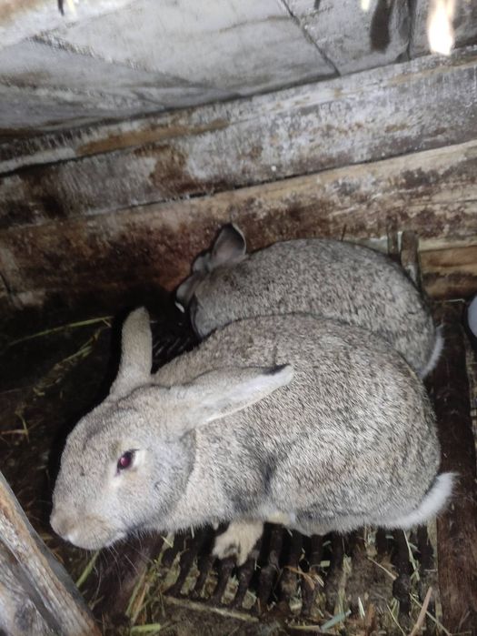 Продам молодих кроликів