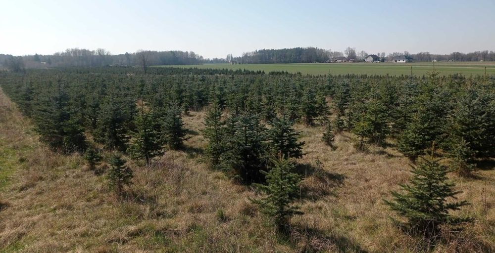 Choinki, świerk srebrny, serbski