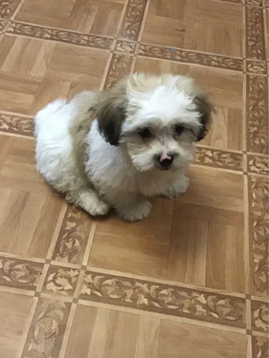 Акция)))Щенки ши-пу, 2 мальчика